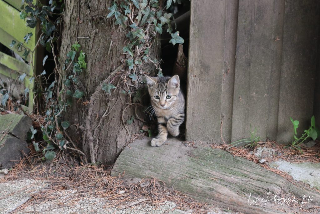 Chaton gris