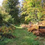 Route forestière