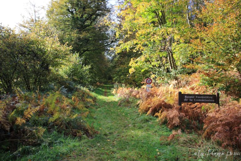 Route forestière